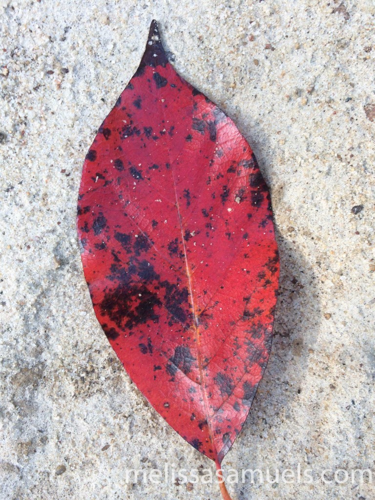 red sandy leaf